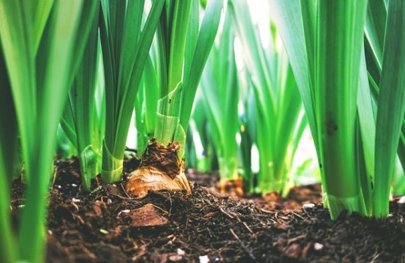 Sostenibilità-aziende-agricole