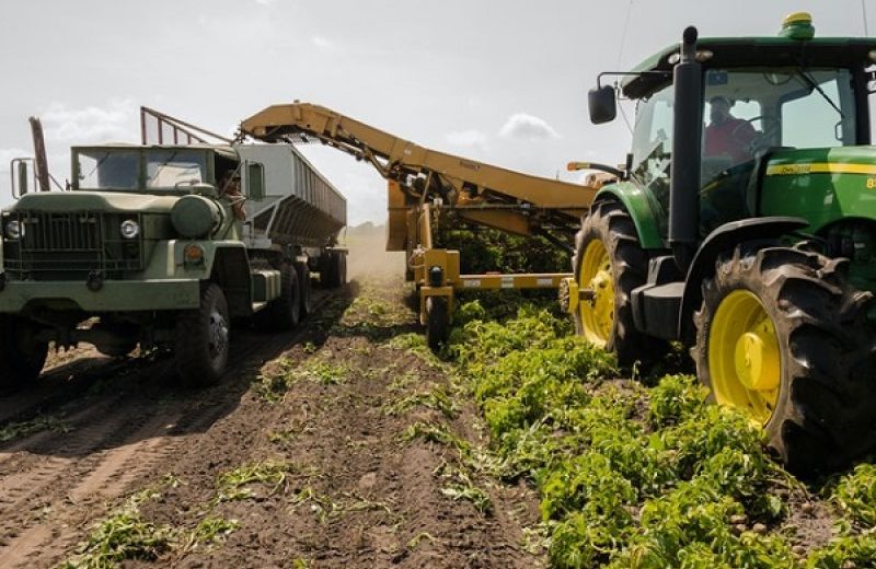 agroalimentare-bando-mipaaf