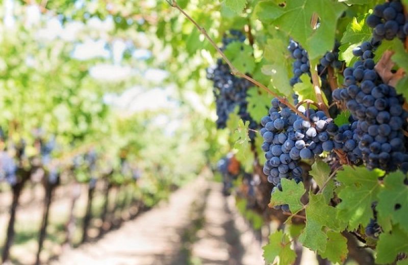 OCM-vino-finanziamento-aziende